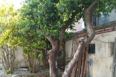 tree